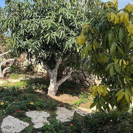 Nurit אחוזת היניבים Yaniv Estateヴィラ エクステリア 写真