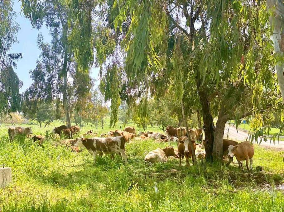 Nurit אחוזת היניבים Yaniv Estateヴィラ エクステリア 写真