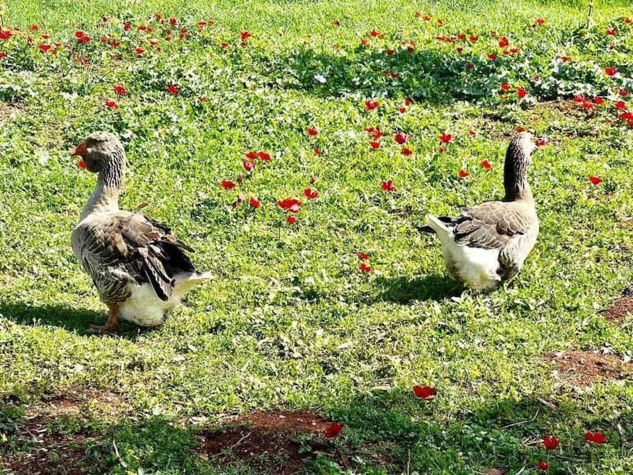 Nurit אחוזת היניבים Yaniv Estateヴィラ エクステリア 写真
