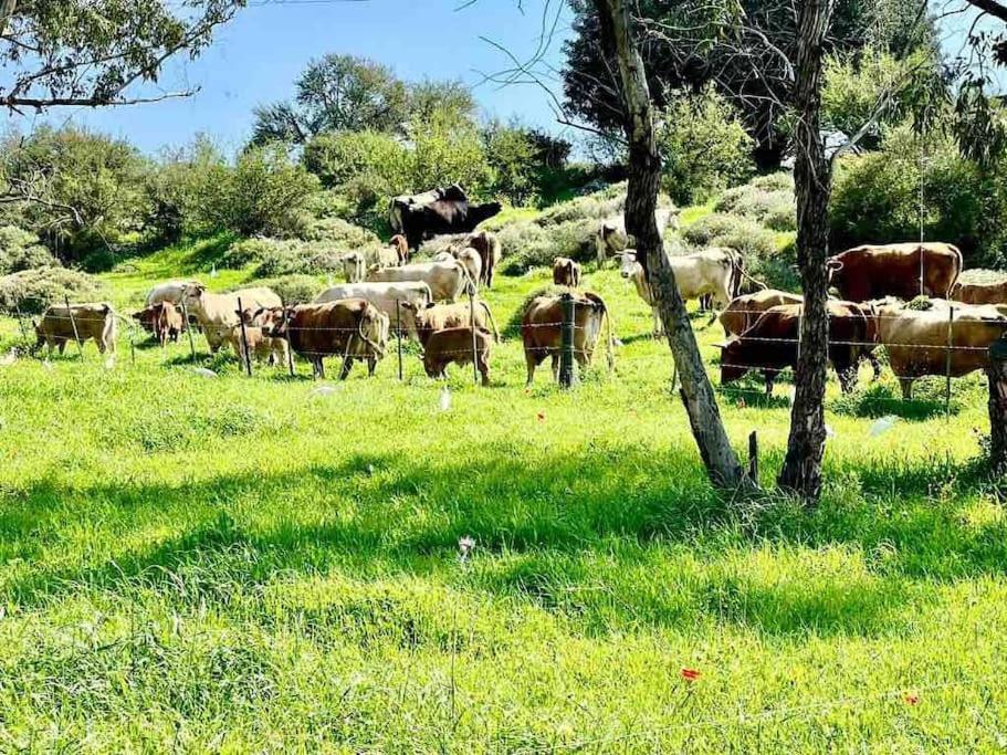 Nurit אחוזת היניבים Yaniv Estateヴィラ エクステリア 写真