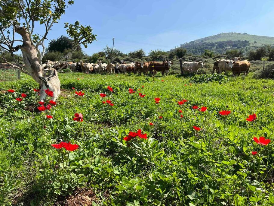 Nurit אחוזת היניבים Yaniv Estateヴィラ エクステリア 写真
