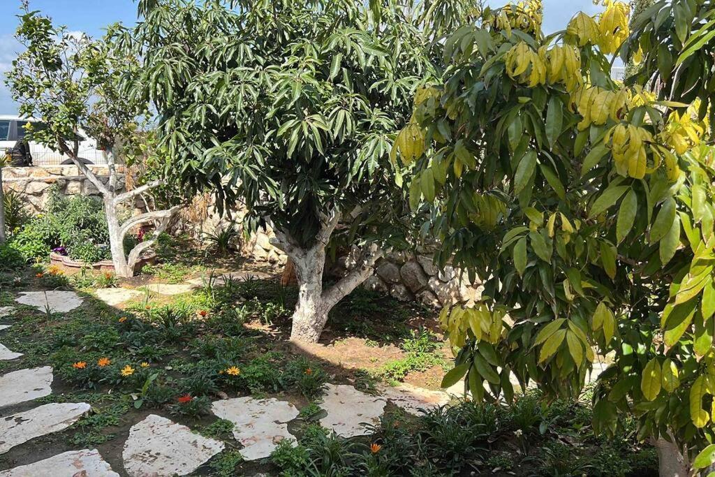 Nurit אחוזת היניבים Yaniv Estateヴィラ エクステリア 写真